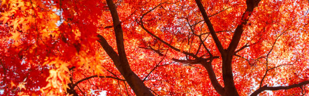 秋のバナー画像 - nature environmental conservation red japanese maple ストックフォトと画像