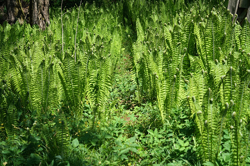Many green ostrich fern plants growing in the garden