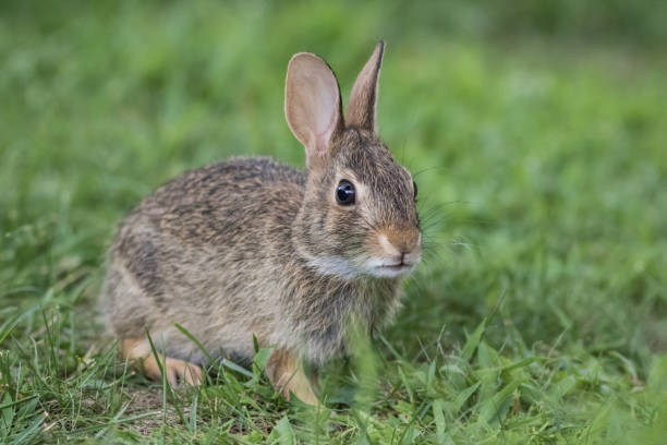 istock Adorable young Eastern Cottontail Rabbit closeup in green grass 1438112629