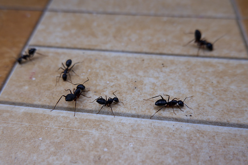 A closeup of ants on the floor