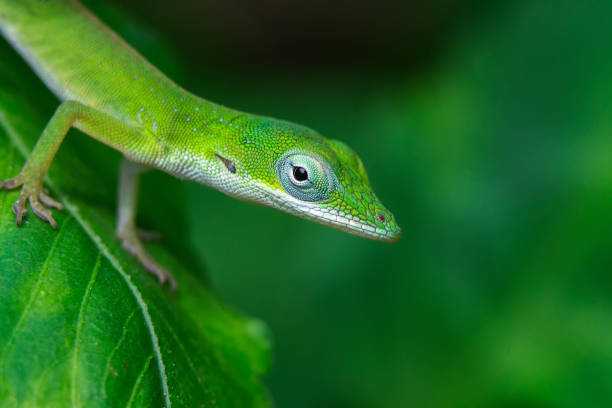 istock Closeup of a green gecko on a leaf 1438112689