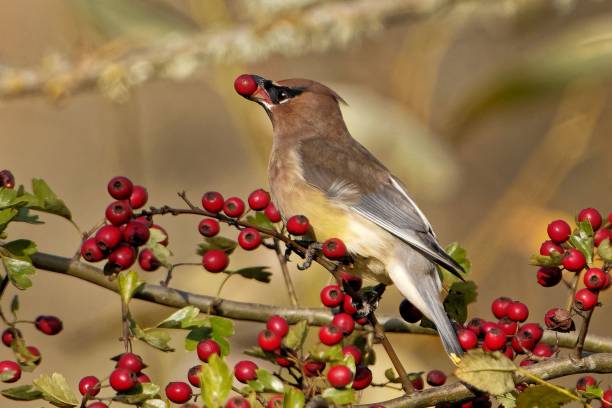 istock Brown cedar waxwing perched on a tree branch with red rosehips in daylight 1438112861