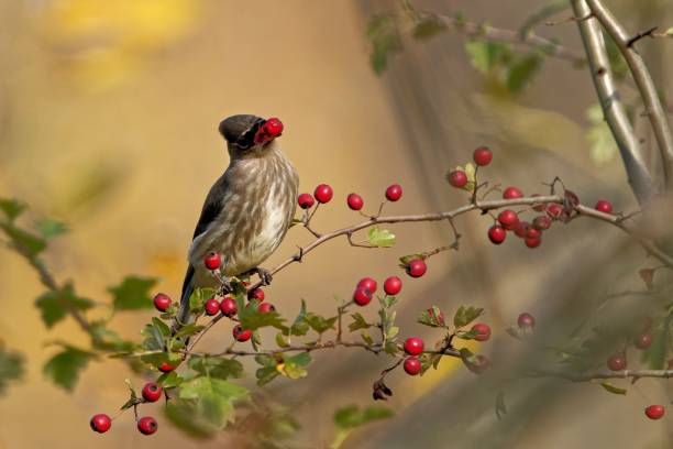 istock Brown cedar waxwing perched on a tree branch with red rosehips in daylight 1438112865