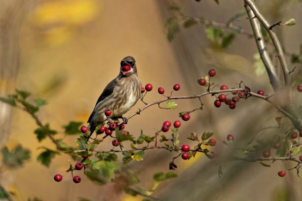 istock Brown cedar waxwing perched on a tree branch with red rosehips in daylight 1438112957