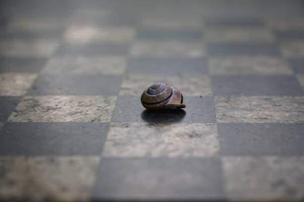 A selective focus shot of a little snail on a chessboard surface