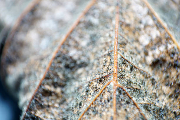 A closeup shot of a dried leaf with mites on it