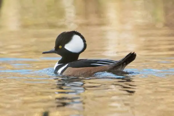 A closeup view of a hooded merganser peacefully swimming in the water pond in daylight