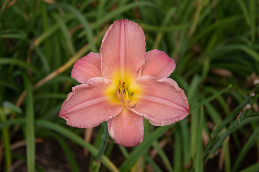 A closeup of a pink daylily flower in a garden under the sunlight