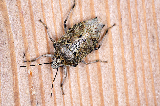 A closeup shot of the colourful stink bug on the wooden surface