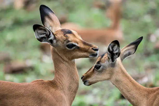 Two newly born impala calfs in the wooded savanna in Kruger NP, South Africa