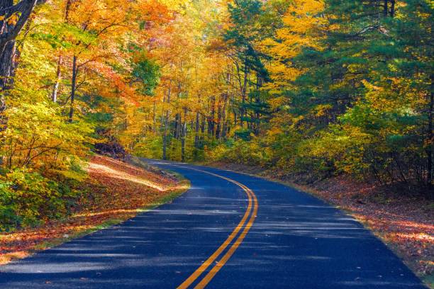 istock Asphalt road through an autumn forest with colorful leaves 1438113378
