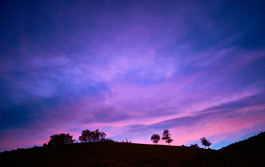Mesmerizing view of silhouettes of trees under the sunset sky - perfect for wallpaper