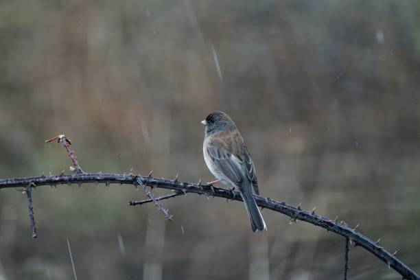 istock Closeup shot of the small bird perched on a tree branch 1438113487