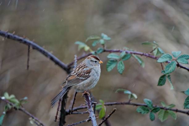 istock Closeup shot of the small bird perched on a tree branch 1438113490