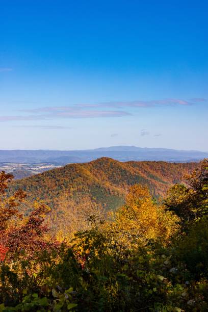 istock Autumn landscape forest with colorful leaves, vertical 1438113517
