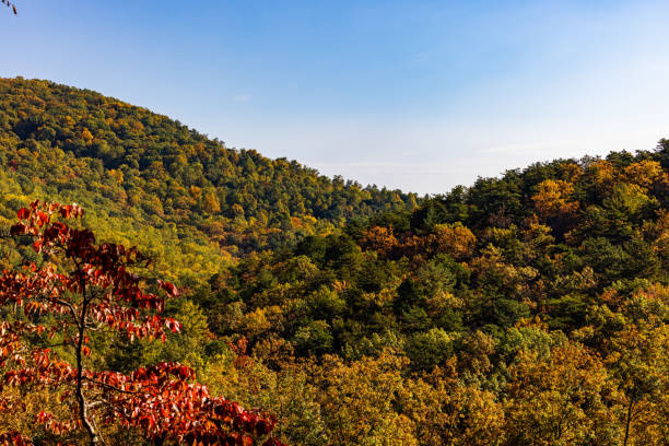 istock Autumn landscape forest with colorful leaves 1438113543