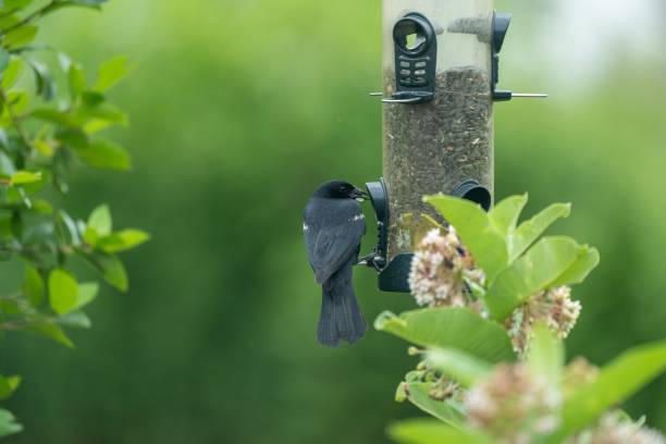 istock Red-winged blackbird (Agelaius phoeniceus) sitting on a bird feeder on a blurred background 1438113610