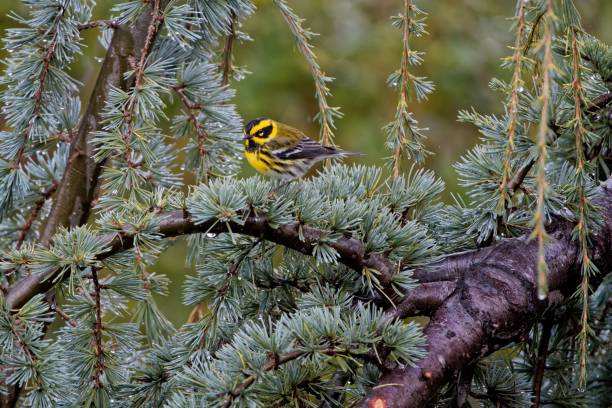 istock Yellow forest songbird perched on a pine tree 1438113684