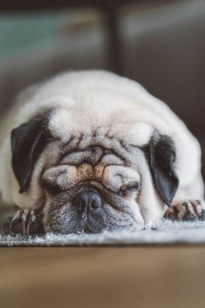 istock Cute pug dog laying on the floor, vertical 1438113734
