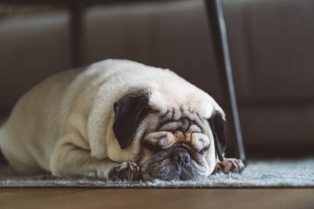 istock Cute pug dog laying on the floor 1438113738