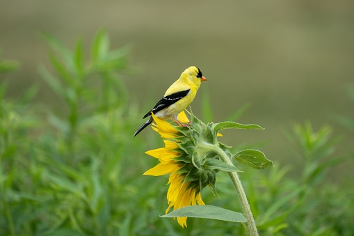 An American Goldfinch (Spinus tristis) sitting on a sunflower on a blurred natural background