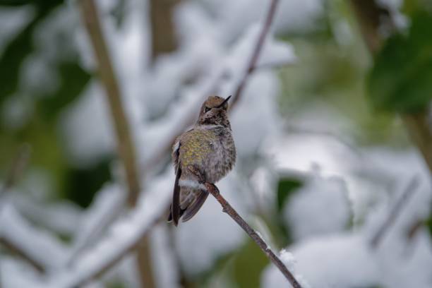 istock Selective focus shot of a hummingbird perched on a branch 1438113884