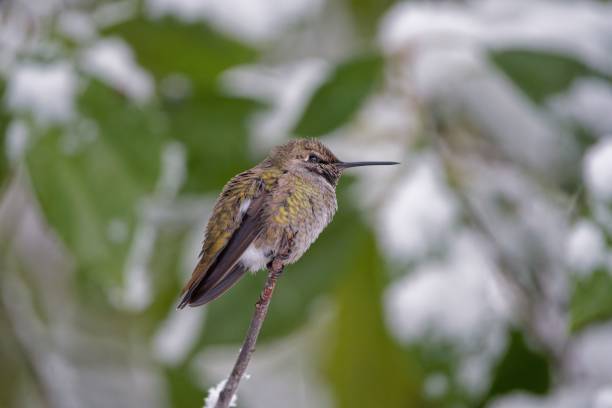 istock Selective focus shot of a hummingbird perched on a branch 1438113889