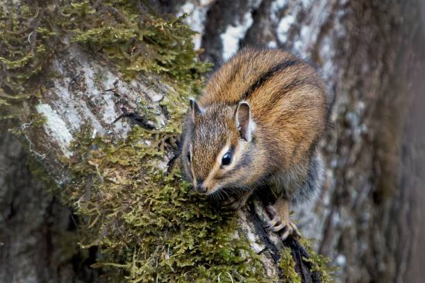 istock Closeup shot of the squirrel on the tree 1438113944