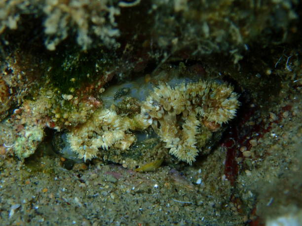 istock Daisy anemone (Cereus pedunculatus) close-up undersea, Aegean Sea 1438114132