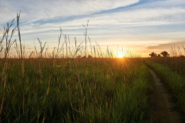 istock Narrow path through an agricultural, green field at sunset 1438114202