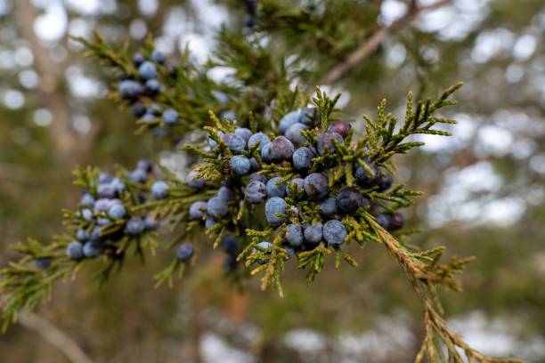 istock Closeup shot of berries on a tree during winter months 1438114558