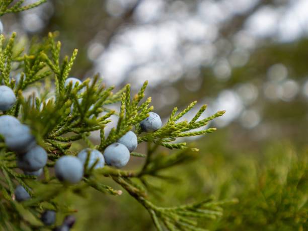 istock Closeup shot of berries on a tree during winter months 1438114560