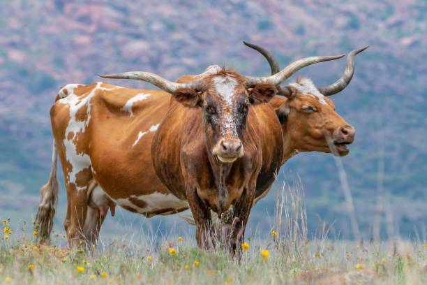 istock Longhorn cows grazing in a field 1438114605