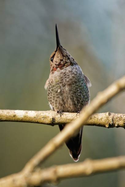 istock Vertical shot of the hummingbird perched on a tree branch 1438114609