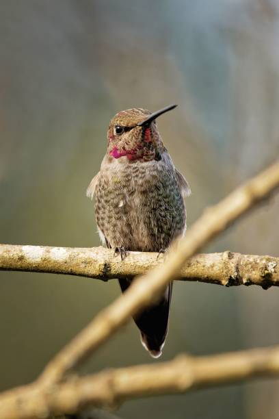 istock Vertical shot of the hummingbird perched on a tree branch 1438114614