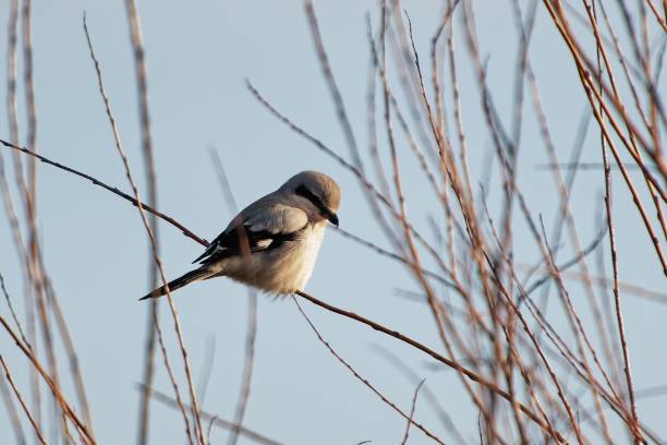 istock Small Great gray shrike (Lanius excubitor) resting on a tree branch against a blue sky 1438115158