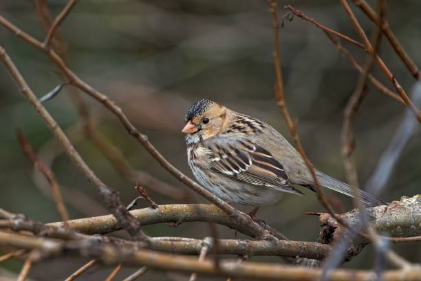 istock Closeup shot of a house sparrow (Passer domesticus) perched on the tree 1438115401