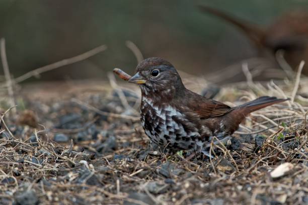 istock Closeup shot of a tiny passerine bird surrounded by seeds and small branches 1438115717