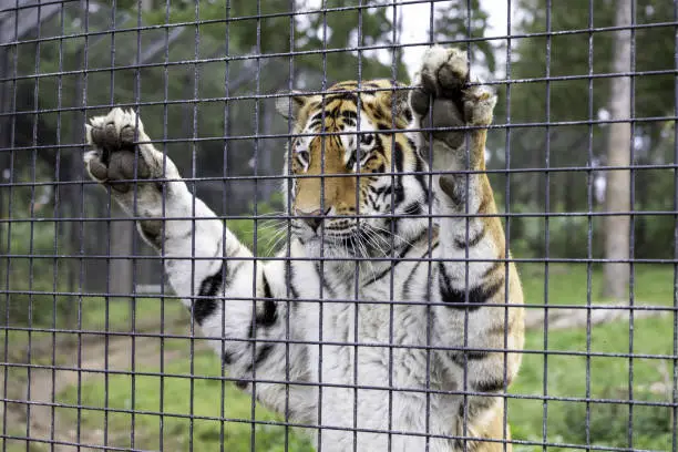 Photo of Selective focus shot of a tiger standing and leaning against the fence of its cage inside a zoo