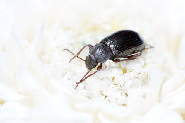 A macro shot of a black flour beetle