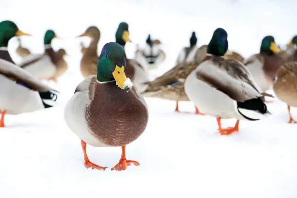 Photo of Mallard ducks on the snow