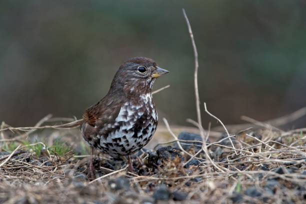 istock Sooty fox sparrow standing on the ground - Passerella (iliaca) unalaschcensis 1438116506