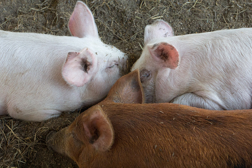 A closeup shot of three piglets