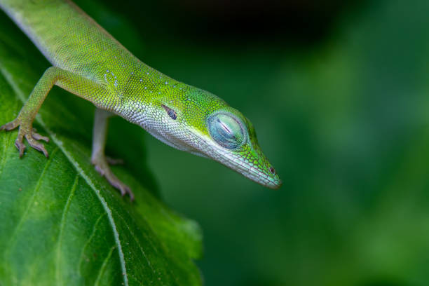 istock Closeup shot of a green lizard on a green leaf with a blurred background 1438117093