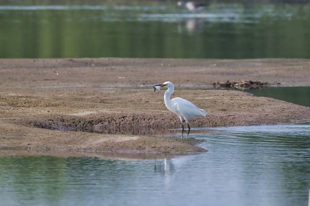 istock Snowy Egret (Egretta thula) with a flounder standing on a river bank 1438117384
