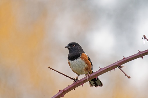 A closeup shot of a spotted towhee bird perched on a thorny branch against a blurred background