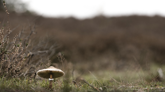 A closeup shot of a wild mushroom growing in a park