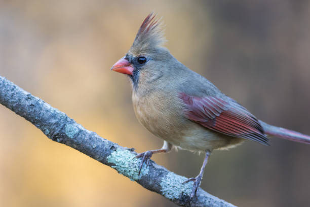 istock Selective focus shot of a northern cardinal perched on a branch 1438117579