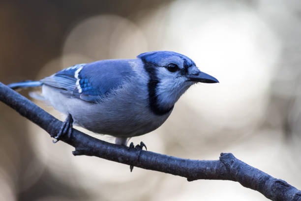 istock Selective focus shot of a cute jay perched on a branch 1438117583