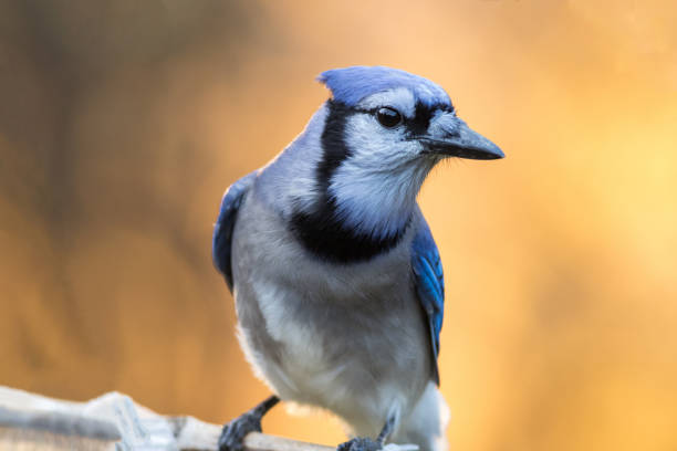 istock Closeup shot of a blue jay perched on a branch on blurred background 1438117584